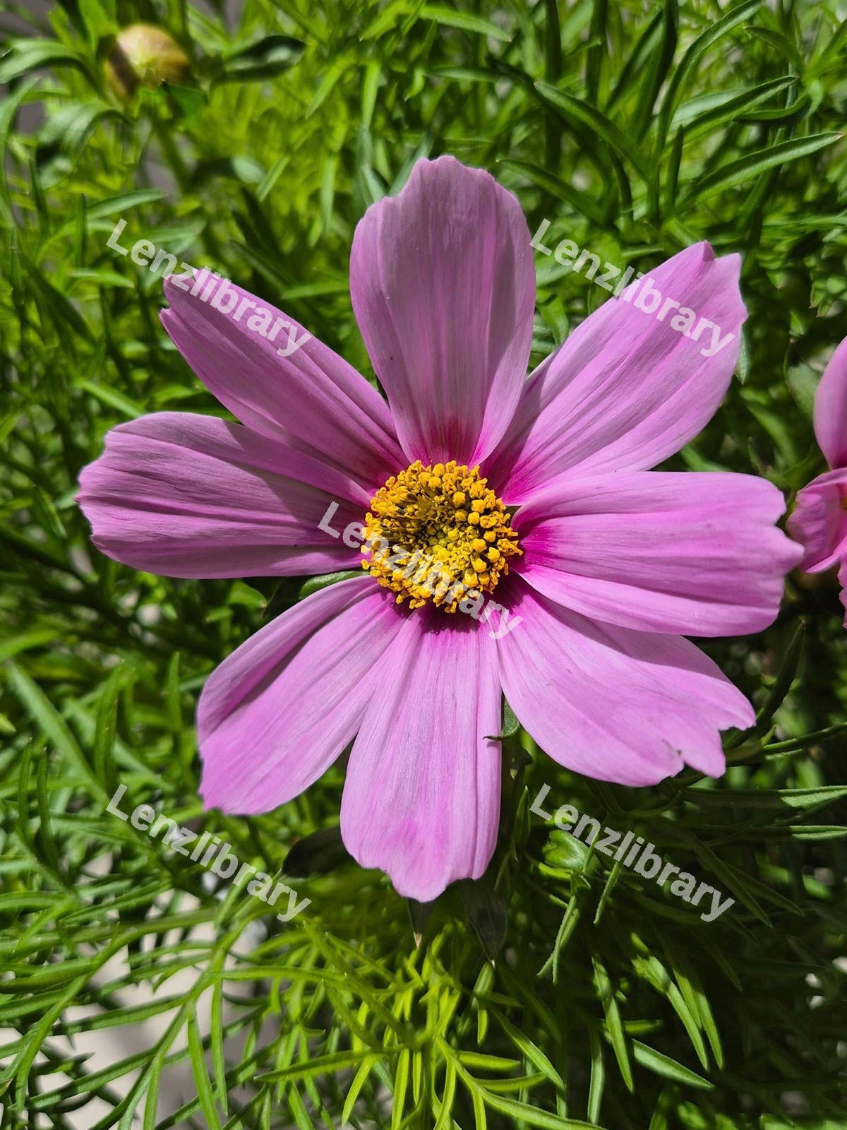 Garden Cosmos Flower